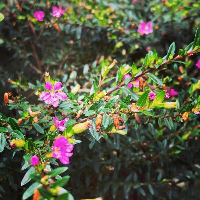 Mini erica: flores delicadas e vibrantes que encantam o jardim