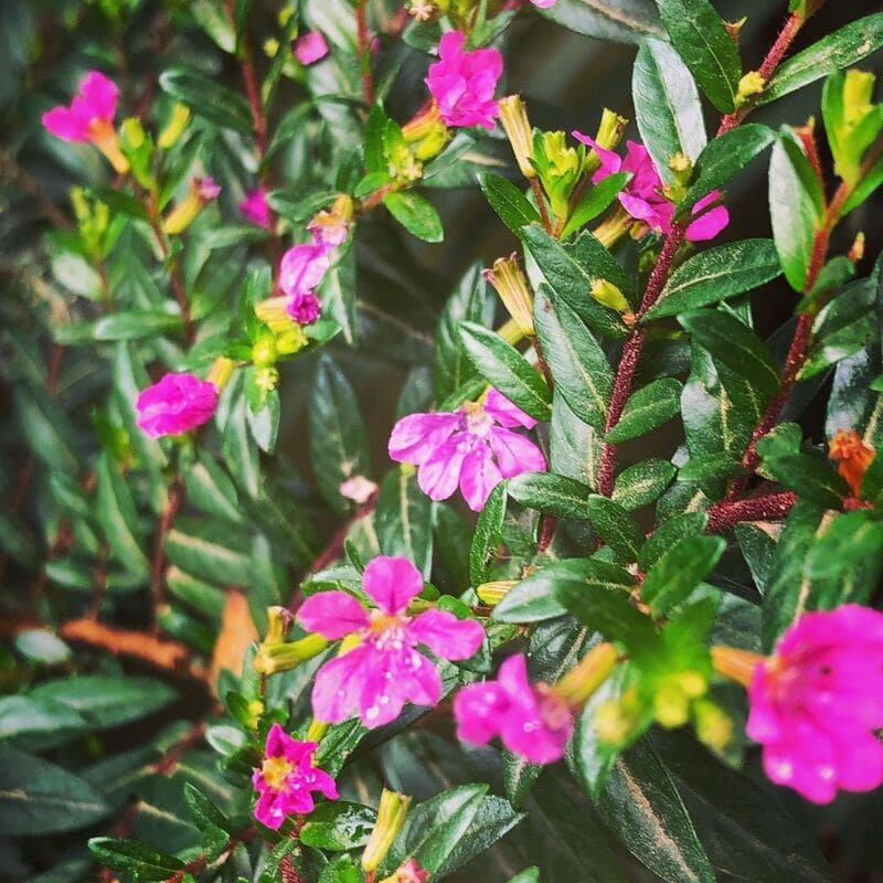 Mini erica: flores delicadas e vibrantes que encantam o jardim