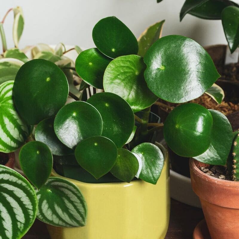5 plantas para dentro de casa que transformam interiores com suas cores e praticidade