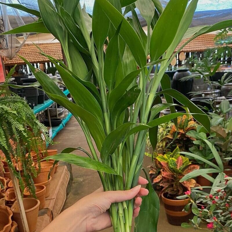 Guia Prático para Cultivar Bambu da Sorte em Casa: 4 Dicas Infalíveis