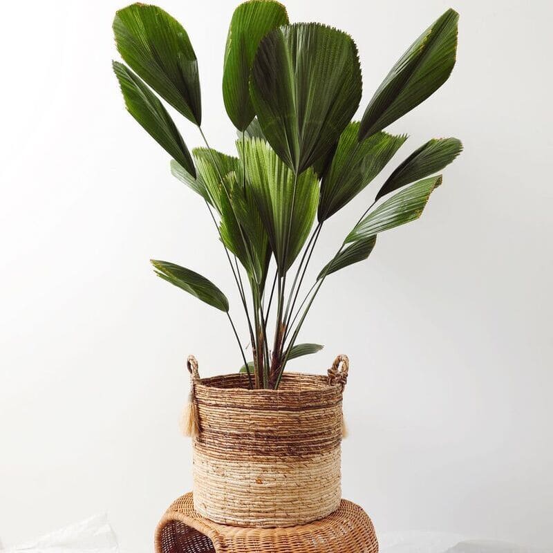 Decore sua sala com estas 6 plantas fáceis de cuidar e cheias de estilo