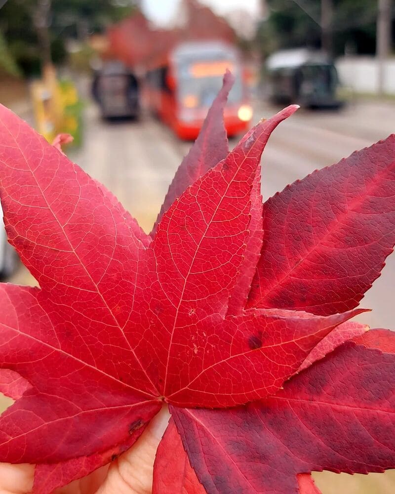 Pronto para se encantar? Explore a Mágica Rua do Outono em Curitiba