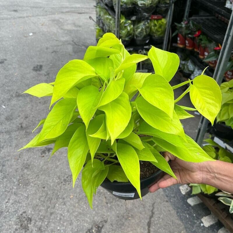 Qual Planta Jiboia é ideal para você? Descubra os tipos mais populares e seus cuidados