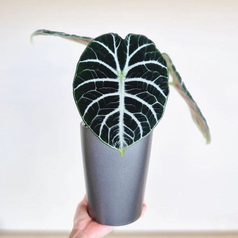 3 Alocasias Incríveis para Cultivar em Casa