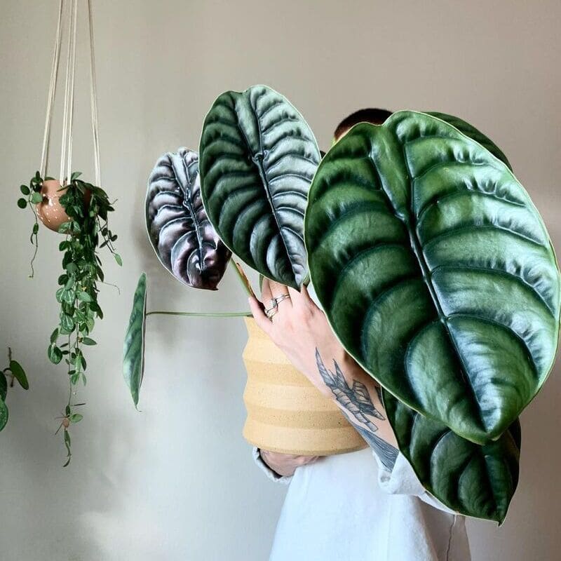 Espécies tropicais que amam vaso: transforme seus ambientes com plantas exuberantes