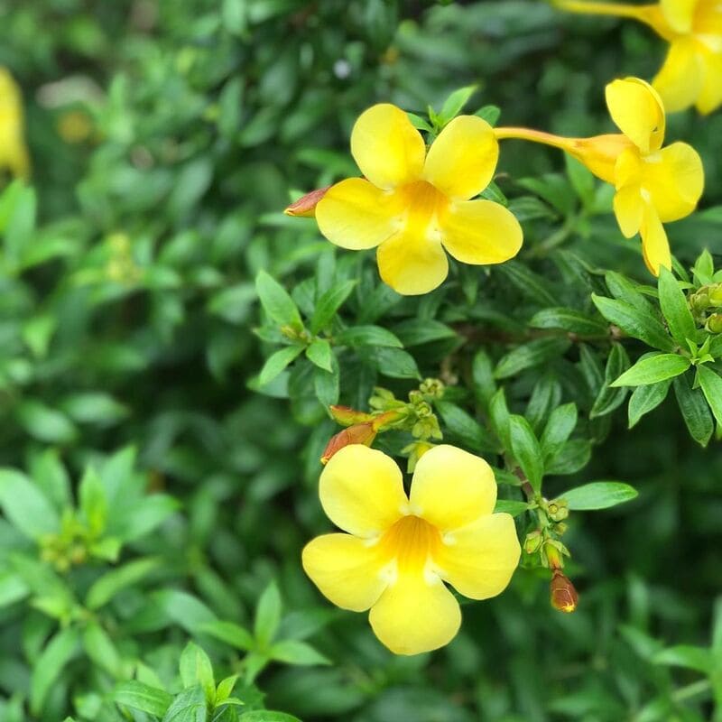 Flor alamanda: características, variedades, significados e dicas para o cultivo.