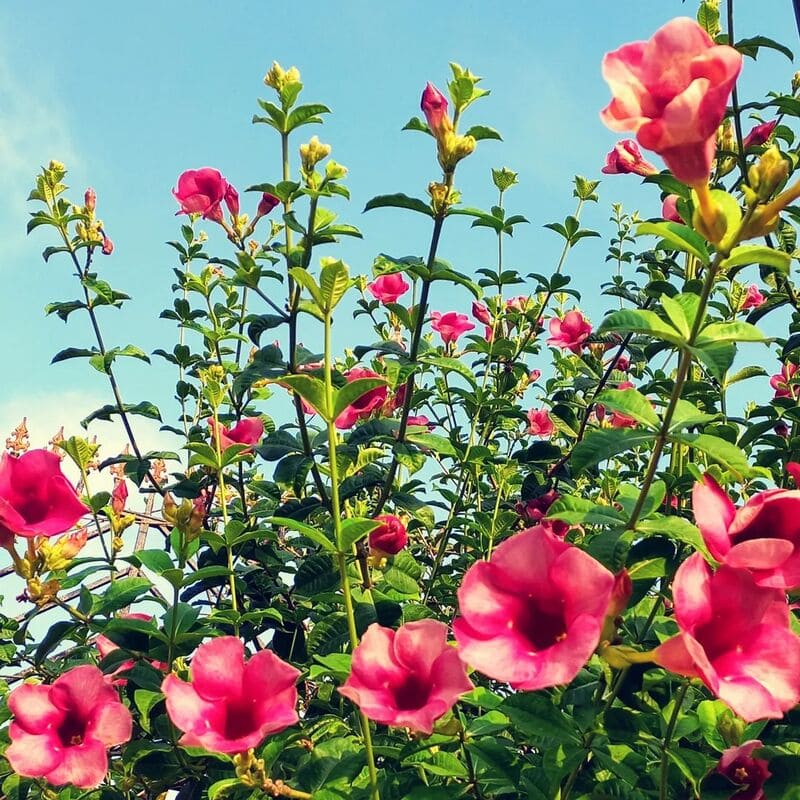 Flor alamanda: características, variedades, significados e dicas para o cultivo.