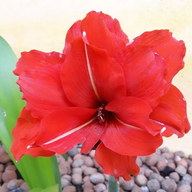 Amarílis Celica: Dicas fáceis para cultivar flores vibrantes e duradouras