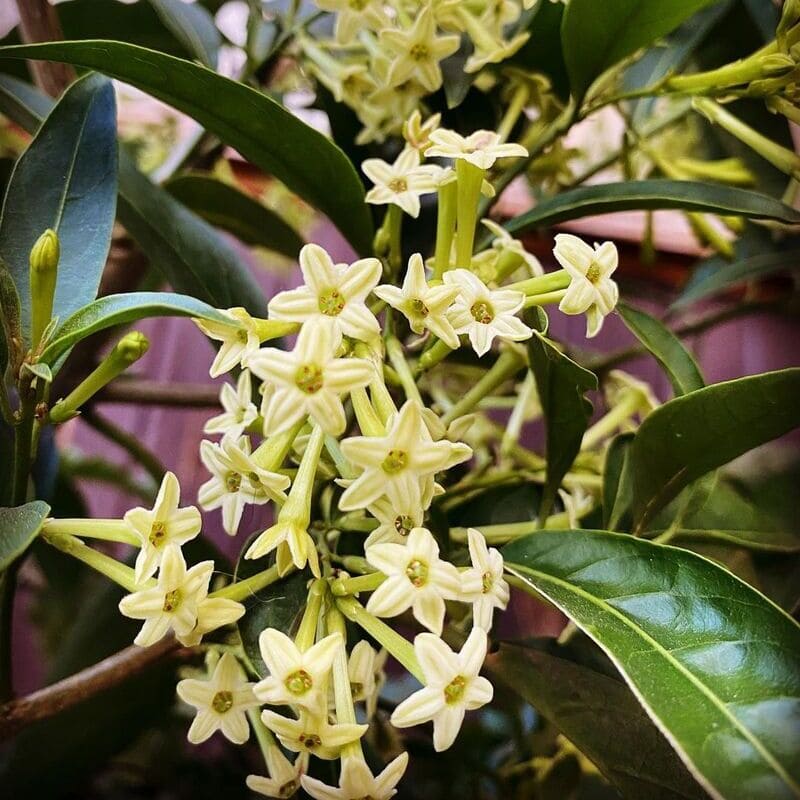 5 arbustos floridos para alegrar seu jardim