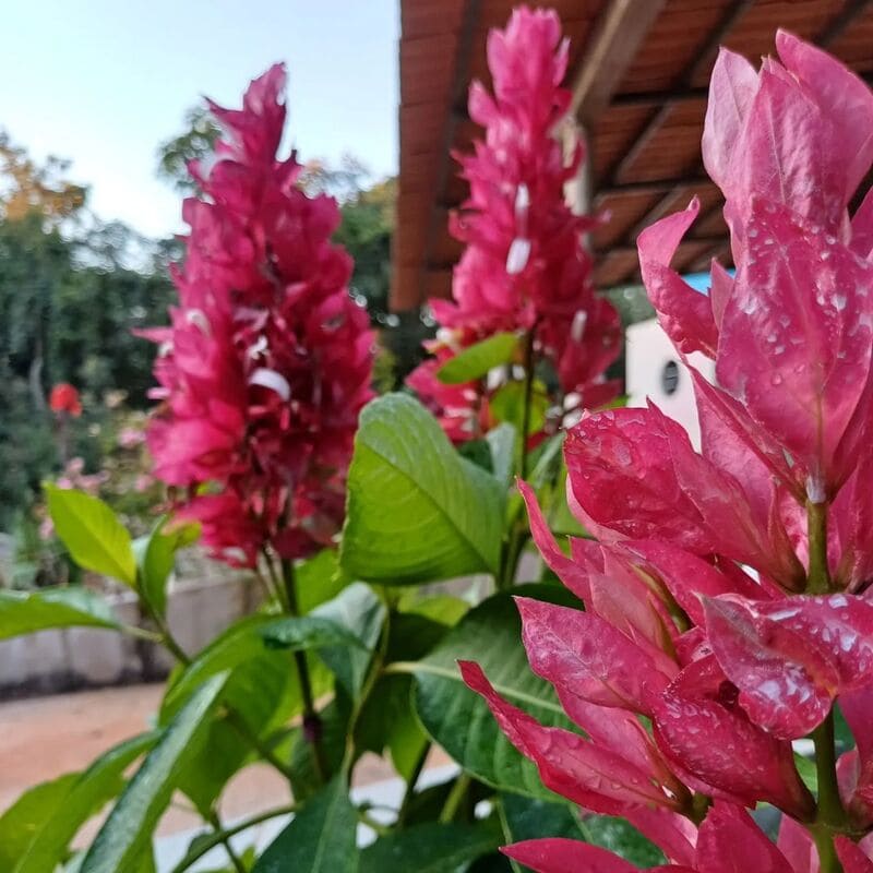 5 arbustos floridos para alegrar seu jardim