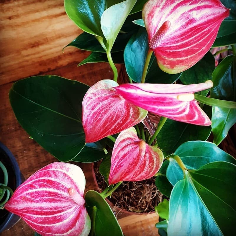 Antúrio Livium Red: uma variedade com brácteas rosa que encantam.