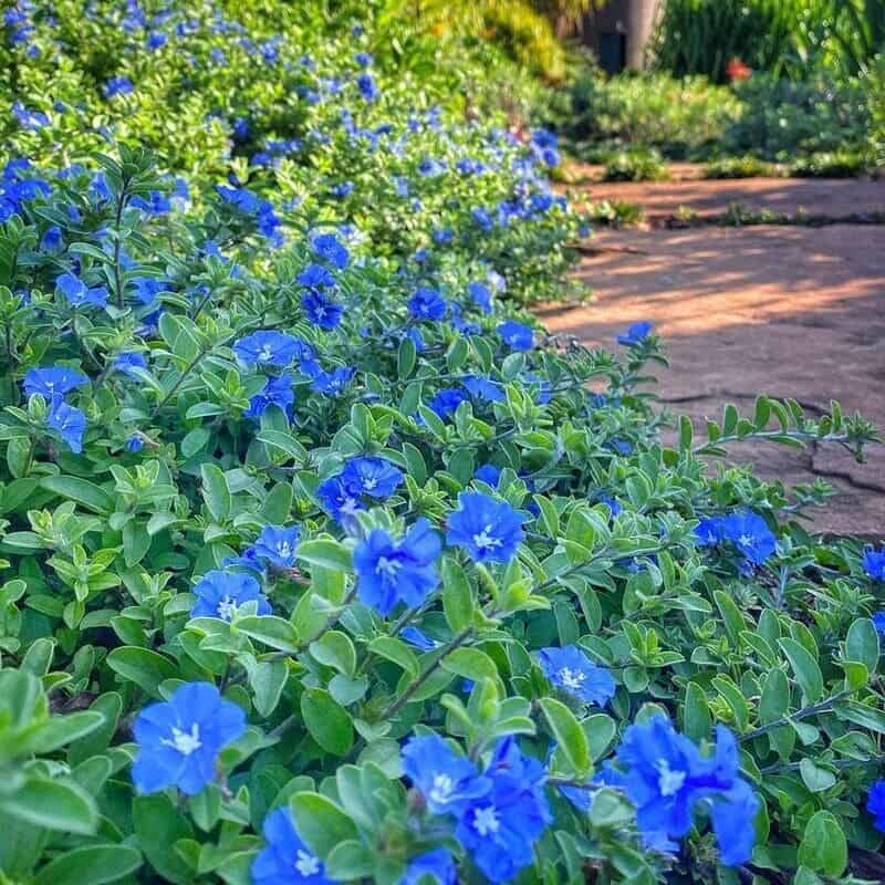 Azulzinha: como cultivar o arbusto com delicadas flores azuis