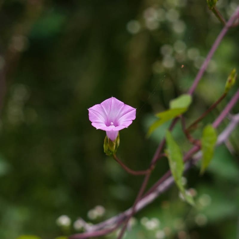 Bela-manhã: como cultivar a planta arbustiva com flores delicadas e coloridas