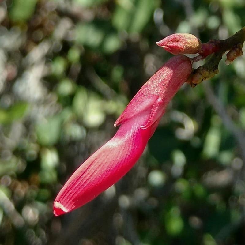 Cipó Tapiá: Uma trepadeira vermelha que vai transformar seu jardim