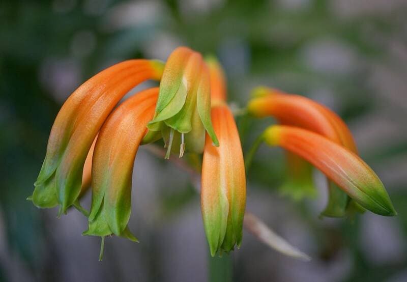 Clivia: características, variedades e dicas para o cultivo dessa planta arbustiva.