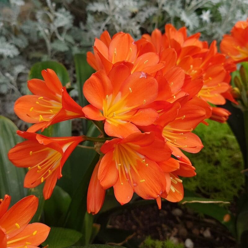 Clivia: características, variedades e dicas para o cultivo dessa planta arbustiva.