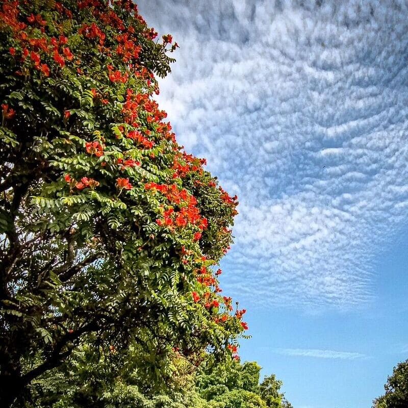 Espatódea: A Beleza Perigosa da Árvore com Flores Gelatinosas