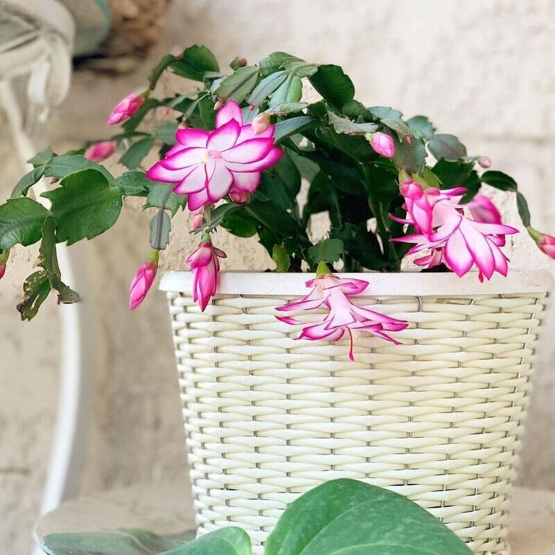 Flor de Maio: Guia Completo de Cultivo e Dicas Essenciais para um Jardim Vibrante