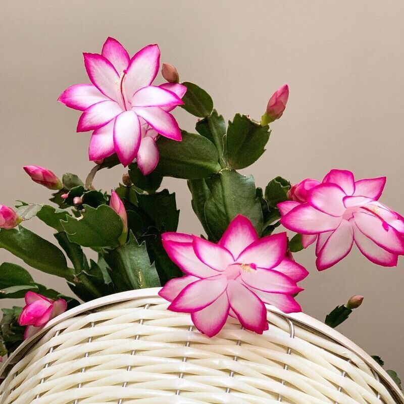 O truque pouco conhecido que faz sua flor-de-maio florescer como nunca