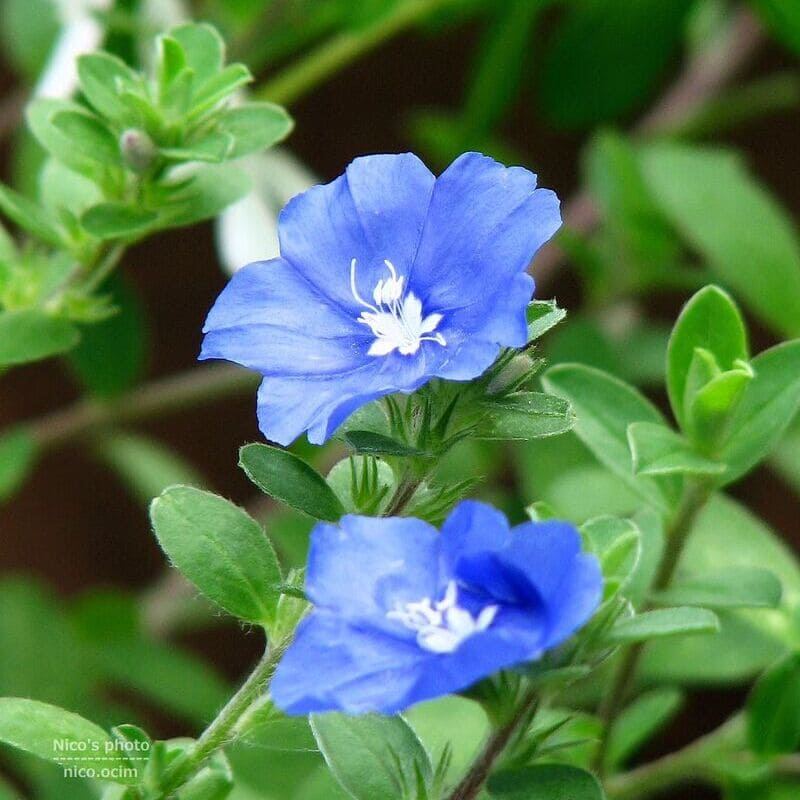 5 Flores pequenas e coloridas para alegrar sua casa e seu jardim