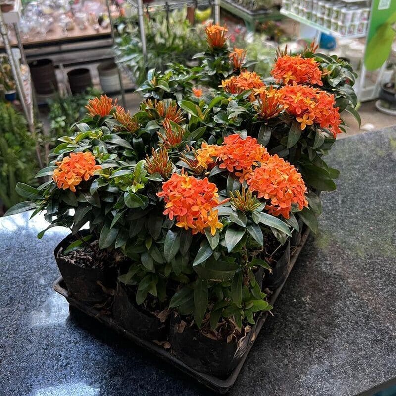Dicas de uma florista para cultivar os diferentes tipos de IXORA