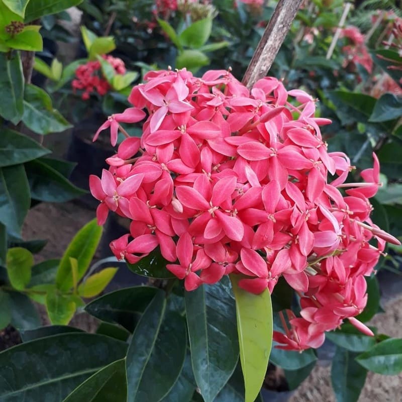 Dicas de uma florista para cultivar os diferentes tipos de IXORA