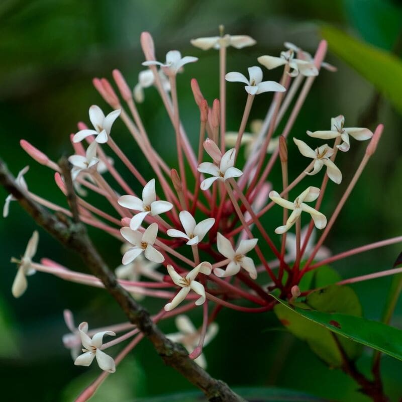 Dicas de uma florista para cultivar os diferentes tipos de IXORA