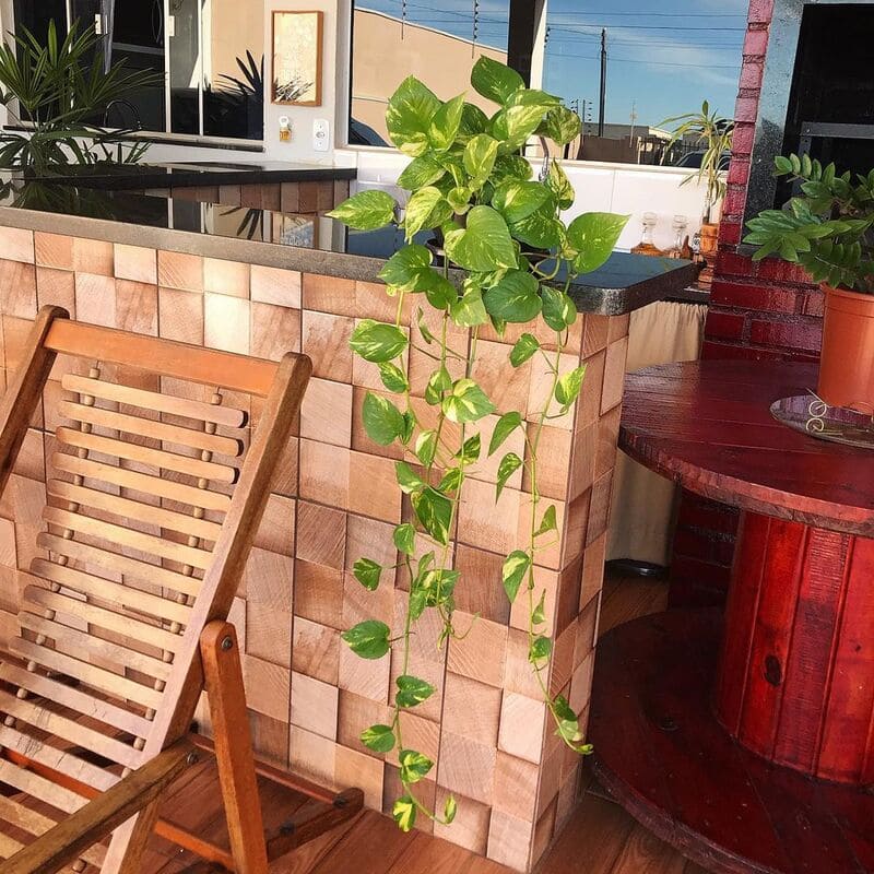 Jiboia com folhas amarelas: como resolver o problema?