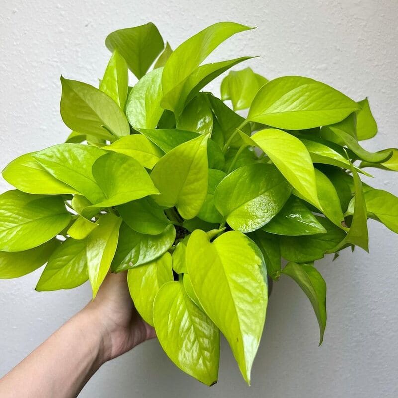 Jiboia Neon: A planta perfeita para quem tem pouco espaço e tempo