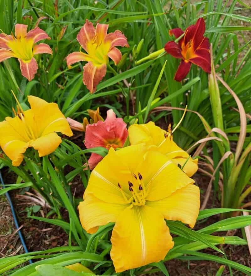 Lírio de São-José: Beleza, Simbolismo e Cultivo