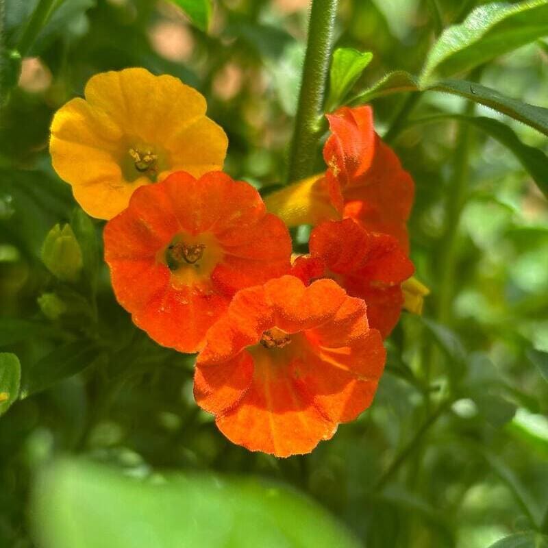 Marianinha (Streptosolen jamesonii): Você Conhece Essa Flor Exótica e Encantadora?