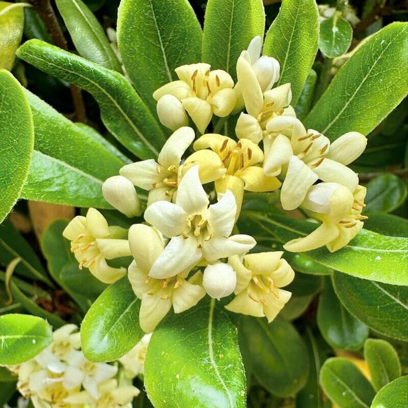 Pitosporo (Pittosporum tobira): A Planta Ideal para Criar um Jardim Urbano Tranquilo e Bonito