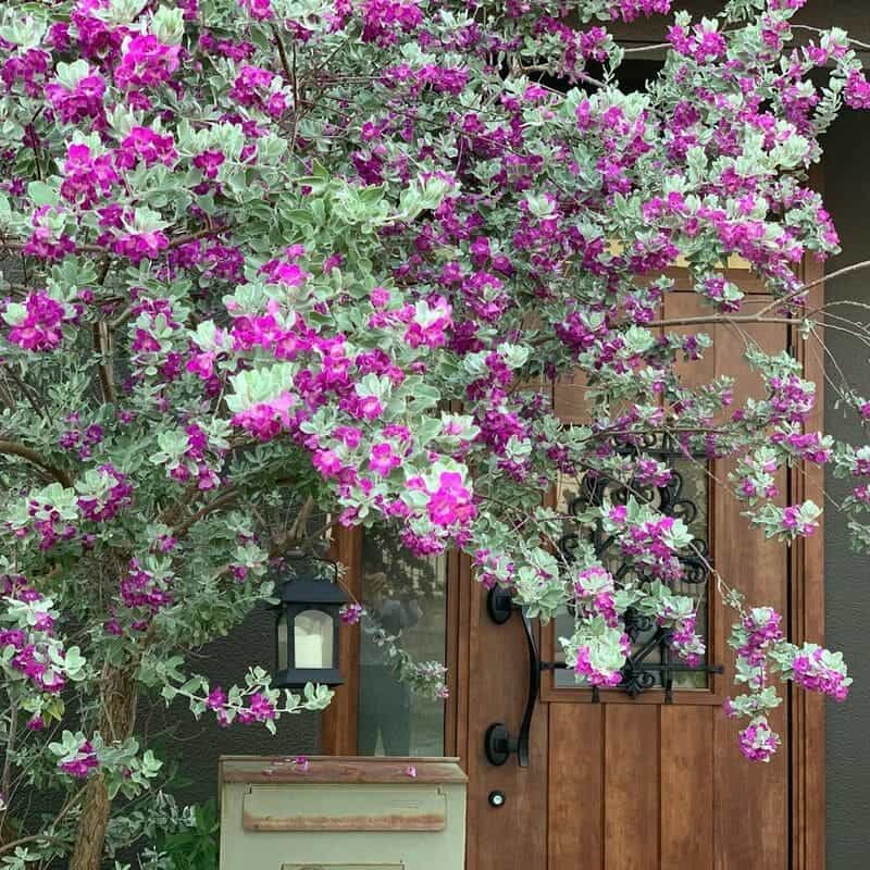 5 flores de cor lilás para criar um ambiente harmonioso e cheio de vida em seu jardim.