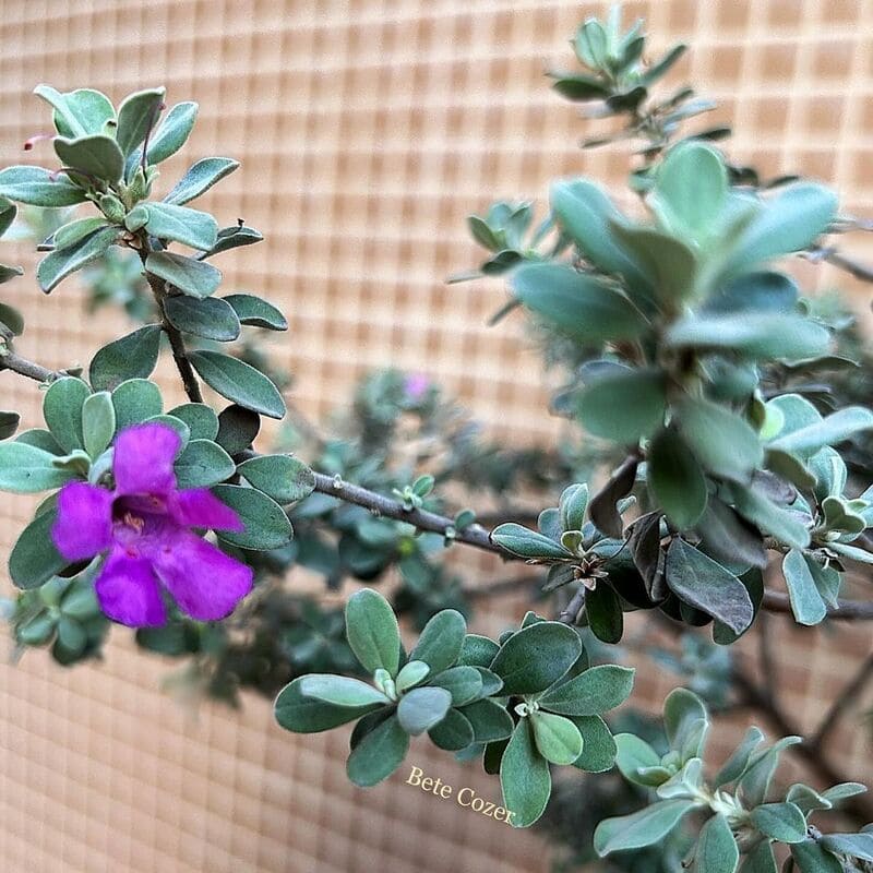 Planta Chuva de Prata: Um Toque de Elegância para o Seu Jardim