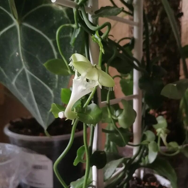 Ceropegia Sandersonii: Conheça a Encantadora Planta Paraquedas