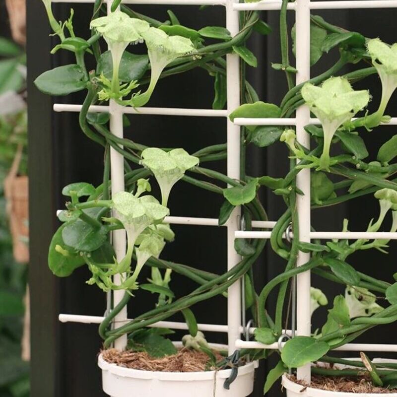 5 plantas diferentes para colecionar e admirar