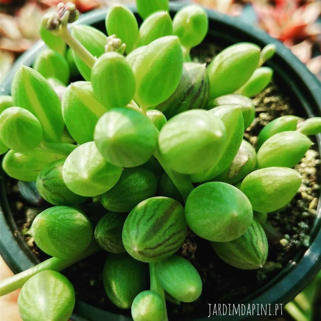 Jardineiro de apartamento? As 7 plantas que você precisa conhecer