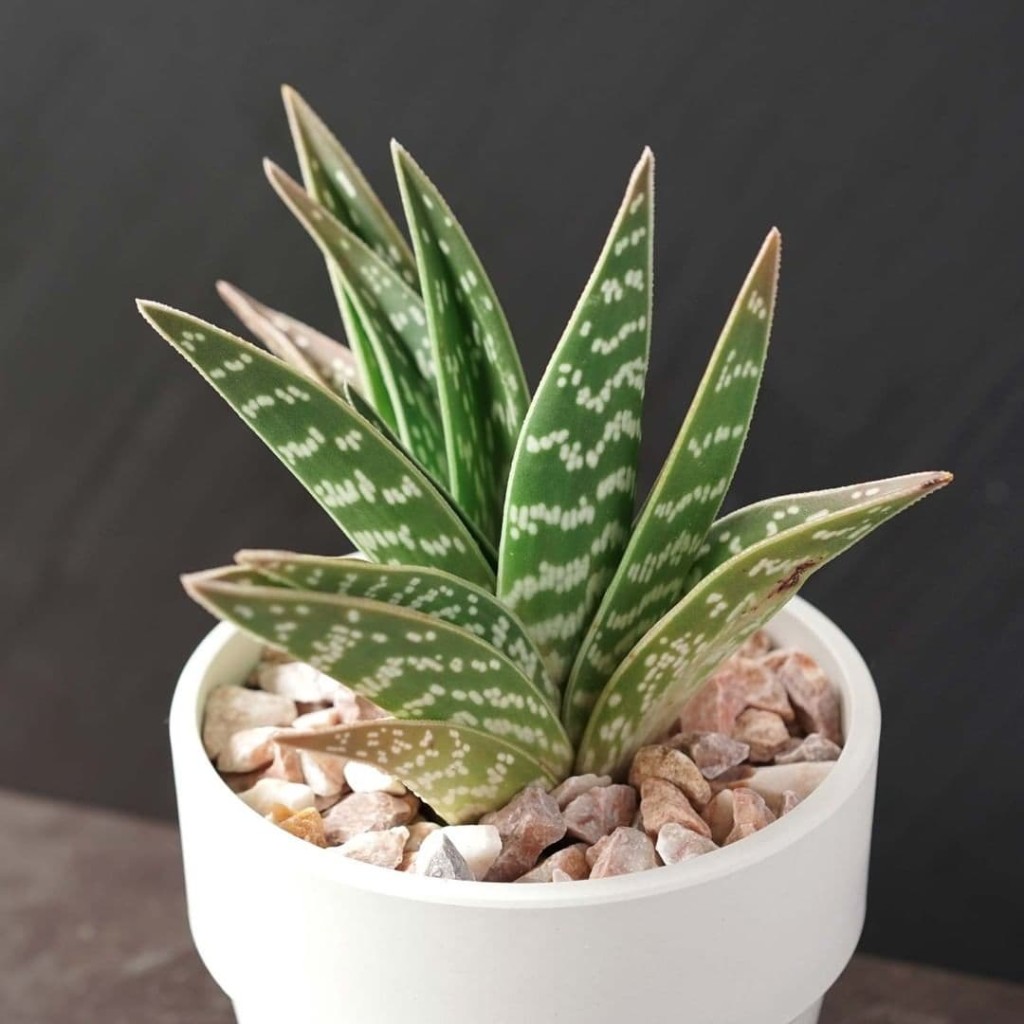 Jardineiro de apartamento? As 7 plantas que você precisa conhecer