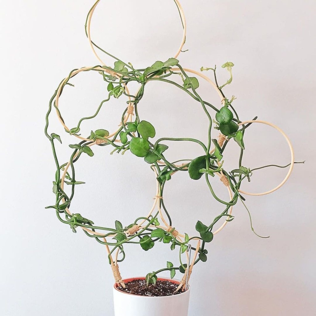 Jardineiro de apartamento? As 7 plantas que você precisa conhecer