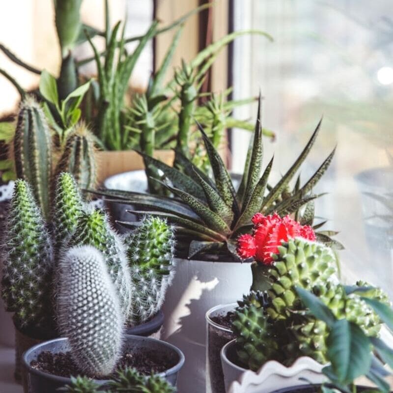 5 Dicas para o Sucesso com Suculentas: Evite Erros Comuns e Cultive Plantas Lindas e Saudáveis