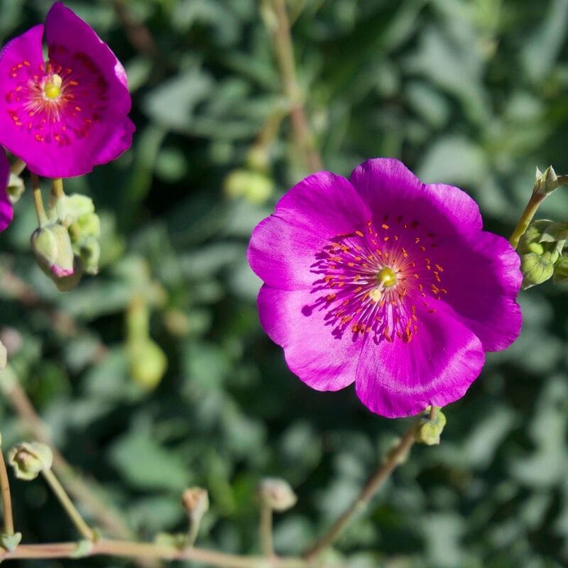 Calandrinia spectabilis: como cultivar da suculenta com flores cor de rosa pink?
