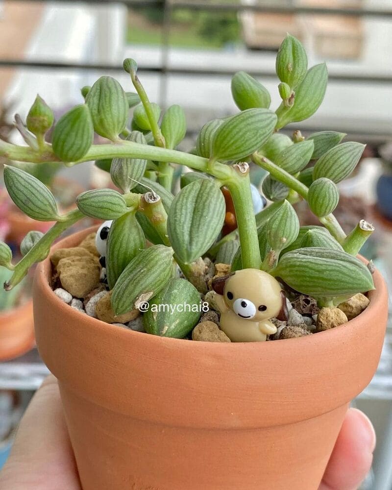 Suculenta Colar de Melancia (Curio Herreanus): Significados, Características e Dicas de Cultivo