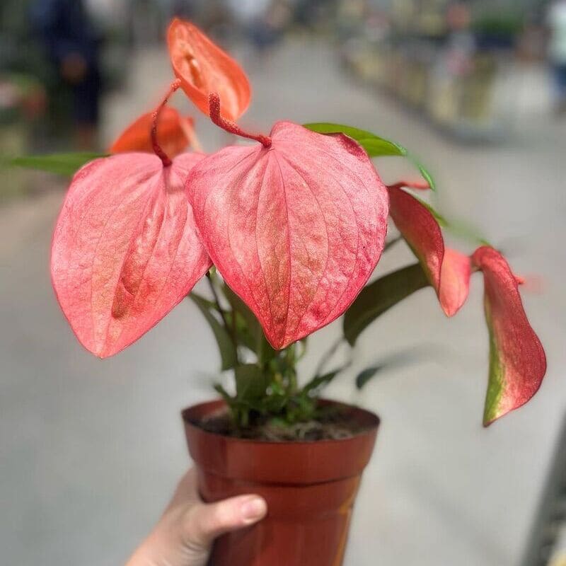 Espécies tropicais que amam vaso: transforme seus ambientes com plantas exuberantes