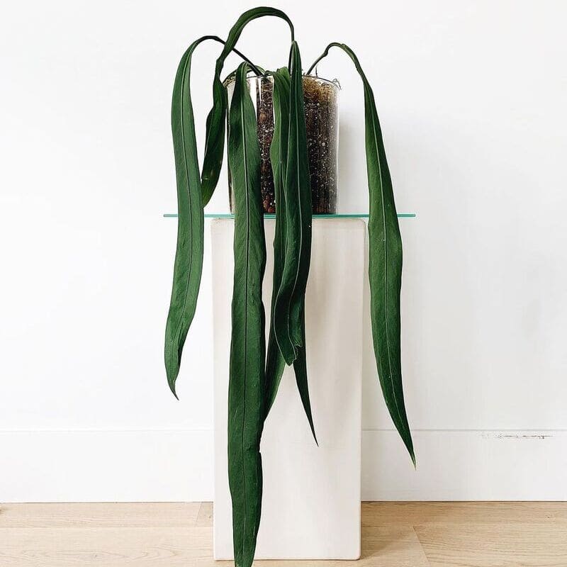 4 Antúrios Exóticos para Colorir Seus Vasos e Jardins