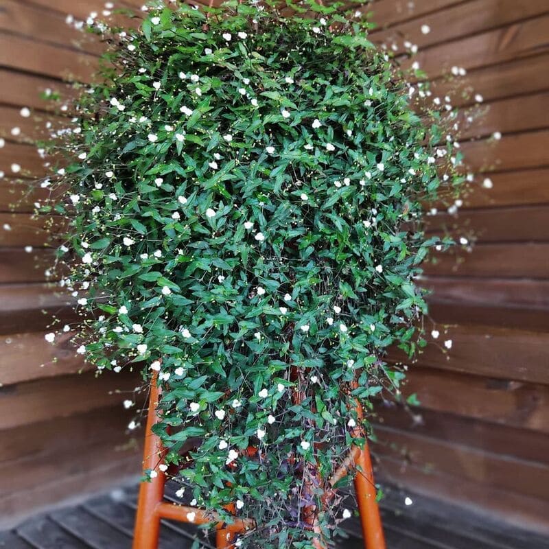 Véu-de-noiva (Gibasis pellucida): características, significados e dicas para o cultivo.