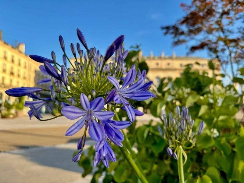 Agapanto: como cuidar da flor africana que traz um toque exótico aos jardins