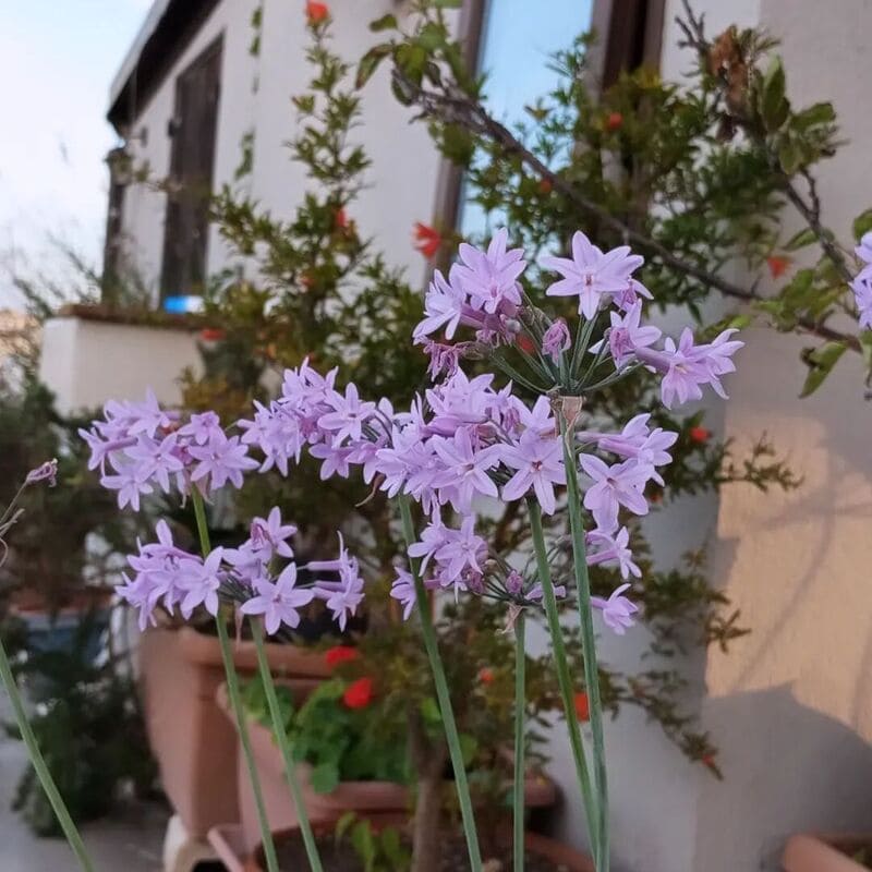 Descubra os Segredos do Alho Social (Tulbaghia violacea): Beleza, Aroma e Uso Medicinal