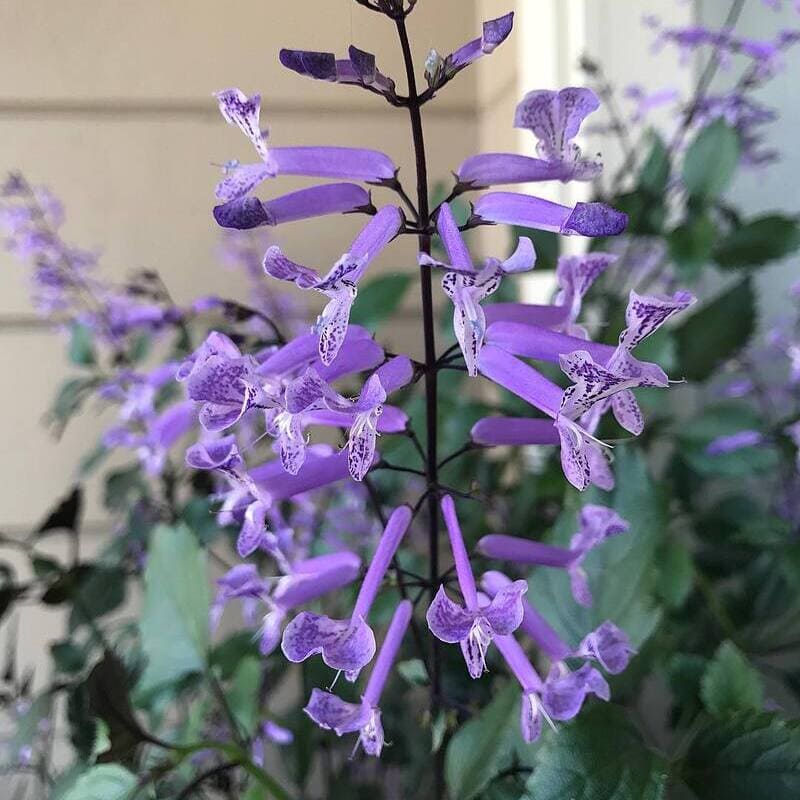Ametista (Plectranthus saccatus): Guia Completo de Cultivo