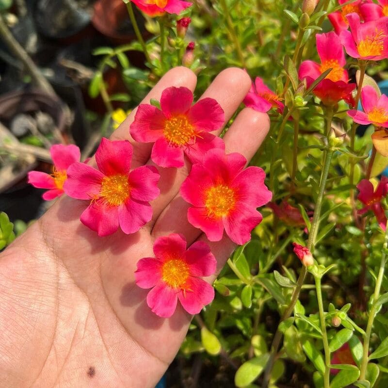 4 flores que florescem o ano todo e deixam o jardim repleto de cores.