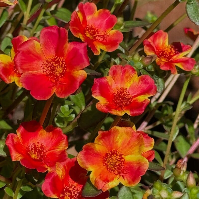 Beldroega: benefícios e dicas de cultivo desta planta comestível e ornamental